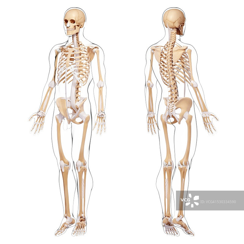 人体骨骼，电脑艺术品。图片素材