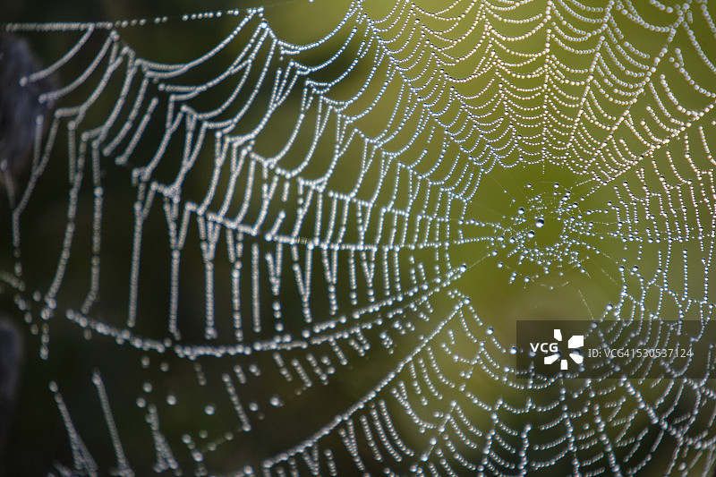 露珠蜘蛛网，Umbagog湖，美国新罕布什尔州图片素材