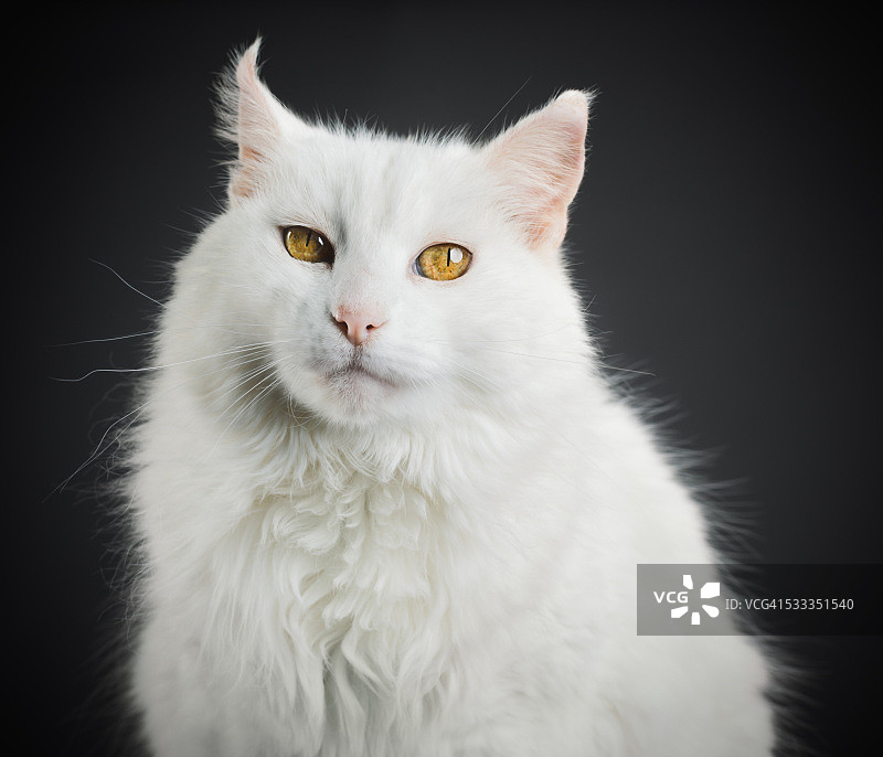 一只黄眼睛的白猫的画像。图片素材