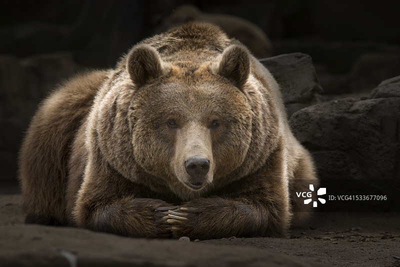 棕熊放松图片素材