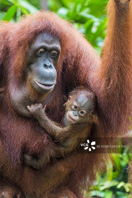 苏门答腊猩猩和婴儿图片素材