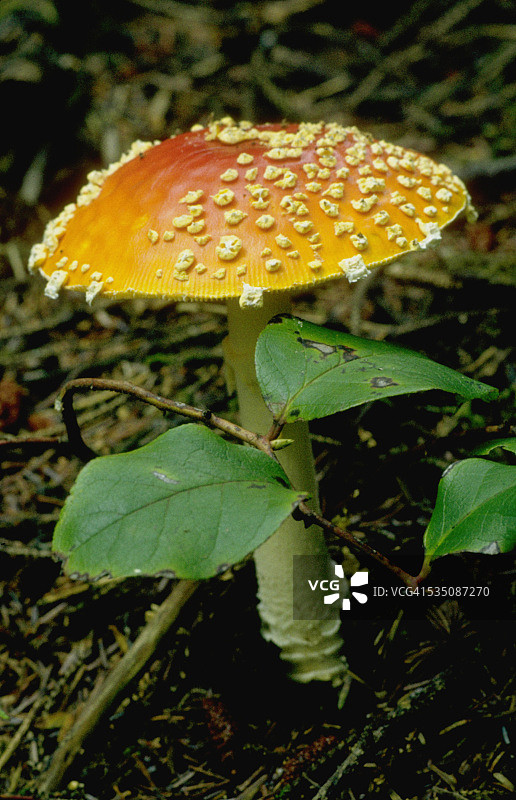 扁平橙色蘑菇与白色孢子图片素材