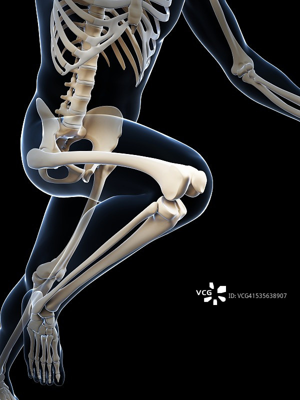 跑步者的骨骼系统，艺术品图片素材
