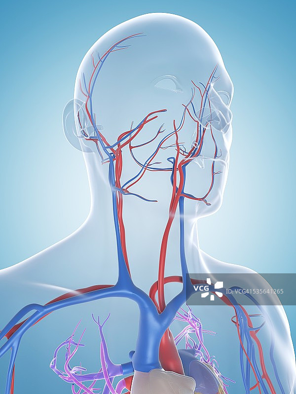 人体血管系统，插图图片素材