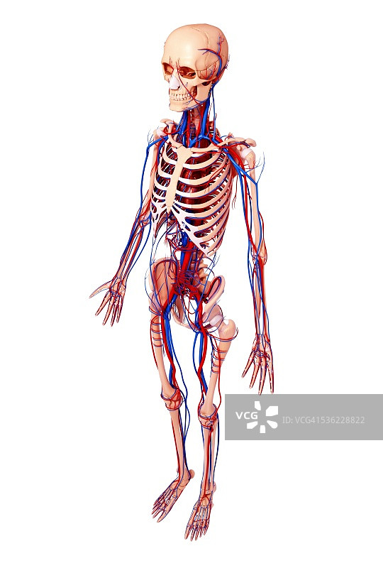 人类心血管系统，电脑艺术品。图片素材