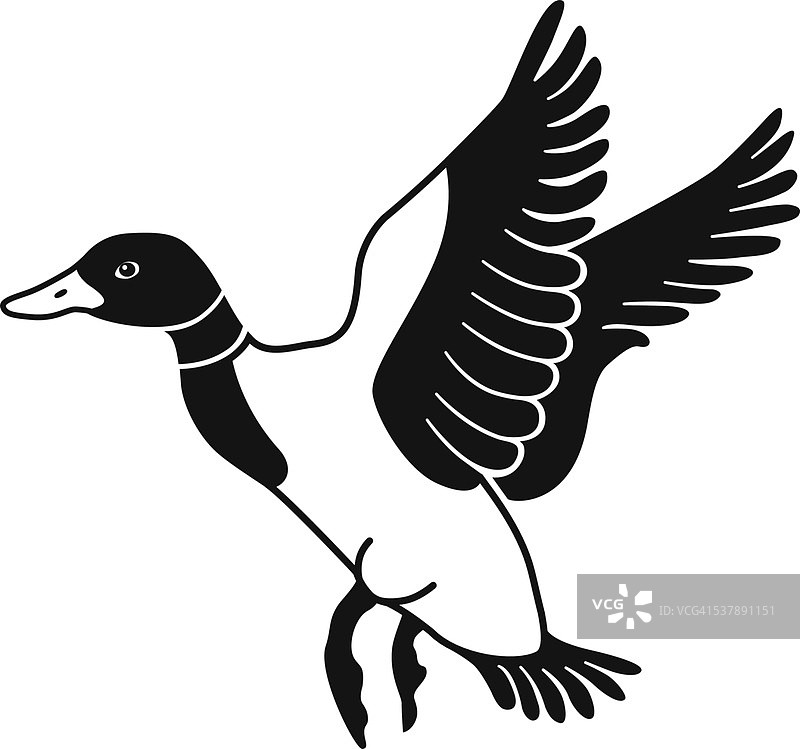 黑白相间的会飞的野鸭图片素材