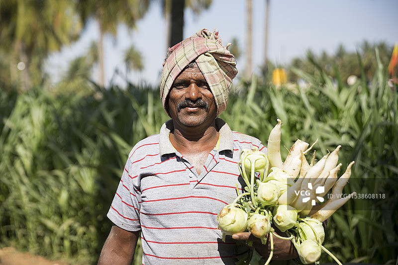 印度农民在收获萝卜。图片素材