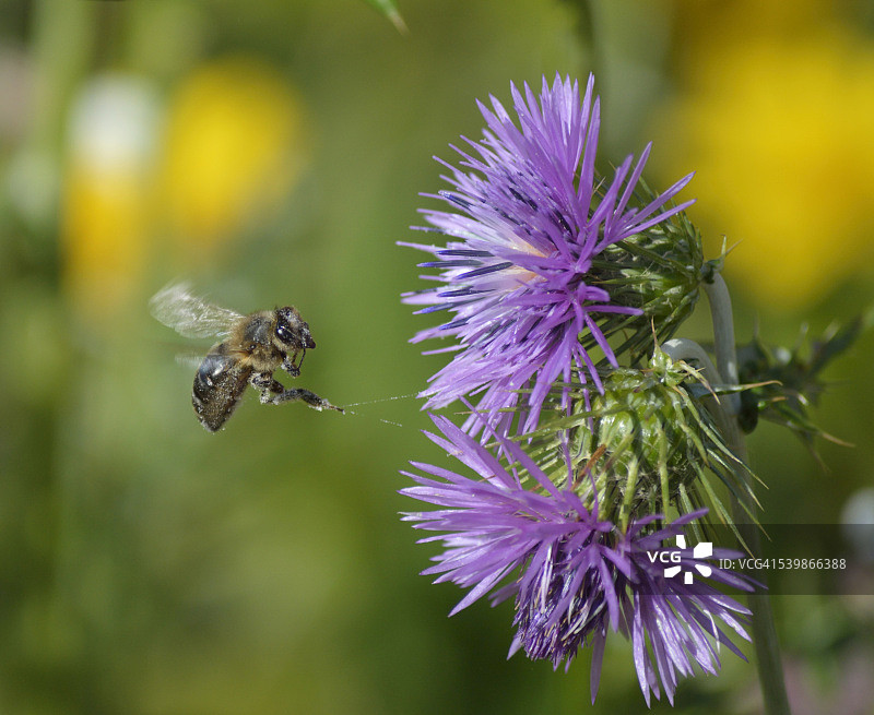 蜜蜂在僧蓟(半乳绒毛)花上授粉图片素材