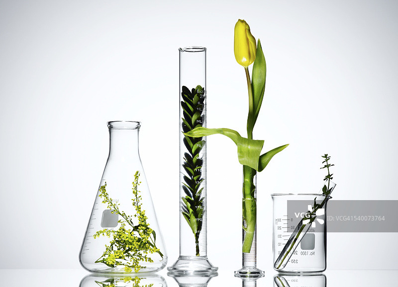 实验室玻璃器皿中的植物图片素材