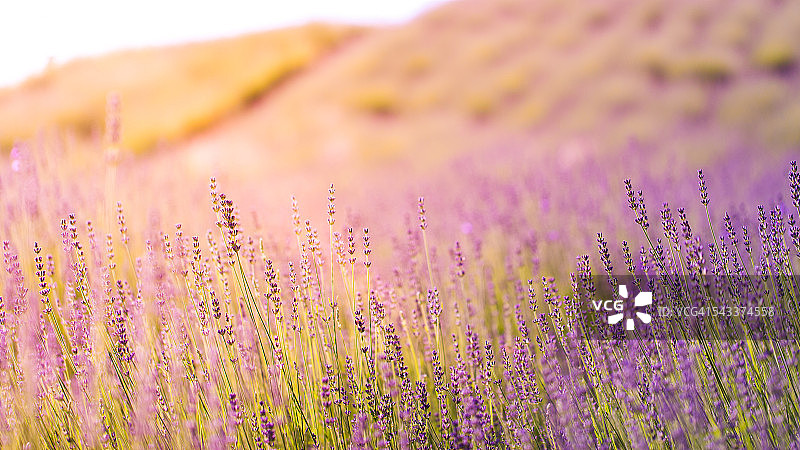 匈牙利紫罗兰色的薰衣草田上的日落。夏日鲜花背景概念图片素材
