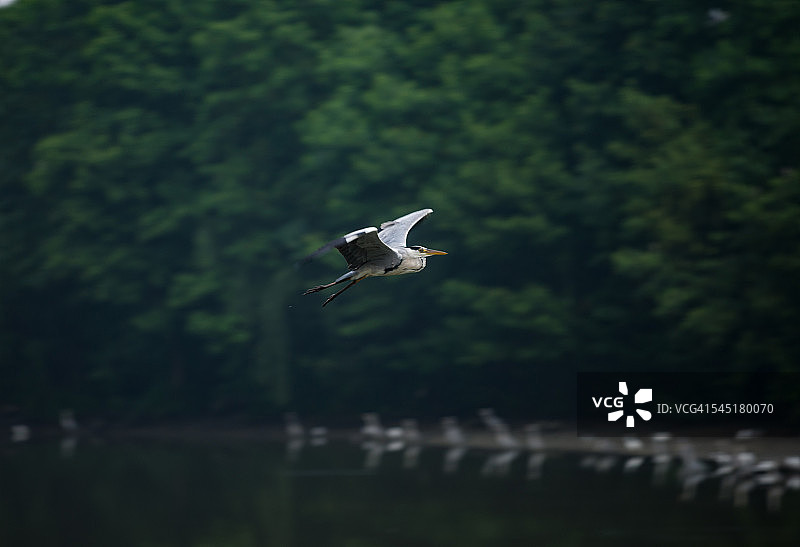 飞翔的黑冠夜鹭，背景是一大群苍鹭图片素材