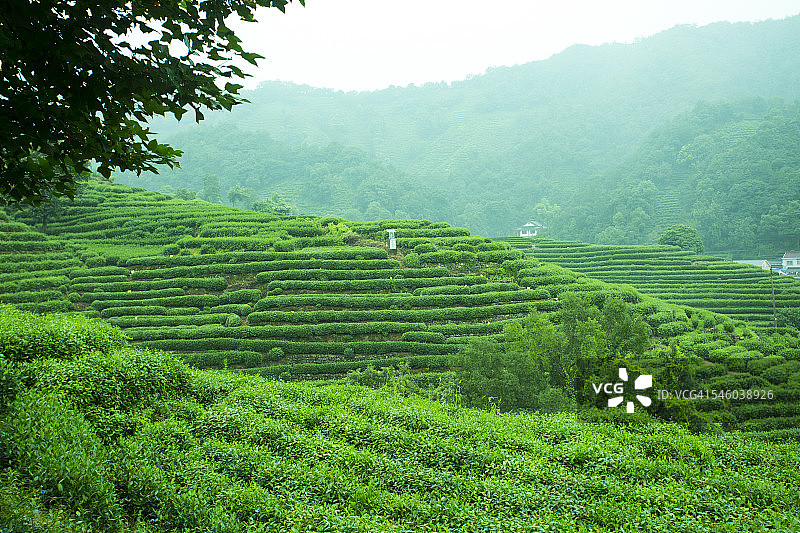 中国茶园位于杭州，以龙井茶闻名图片素材