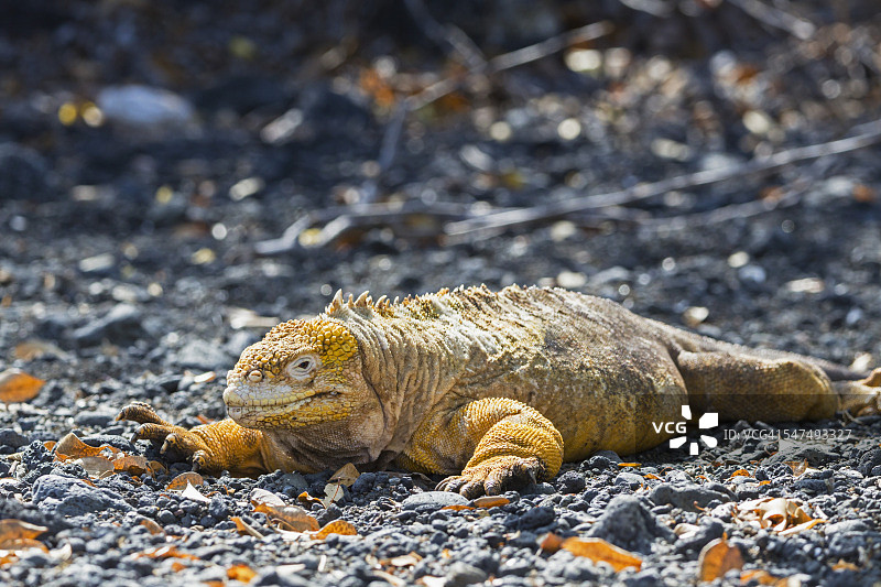厄瓜多尔，加拉帕戈斯群岛，广场苏尔，放松加拉帕戈斯陆地鬣蜥图片素材