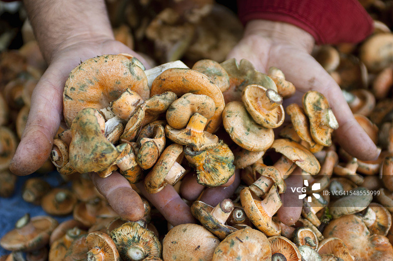 法国普罗旺斯，市场摊位上的妇女手握新鲜的野生蘑菇图片素材