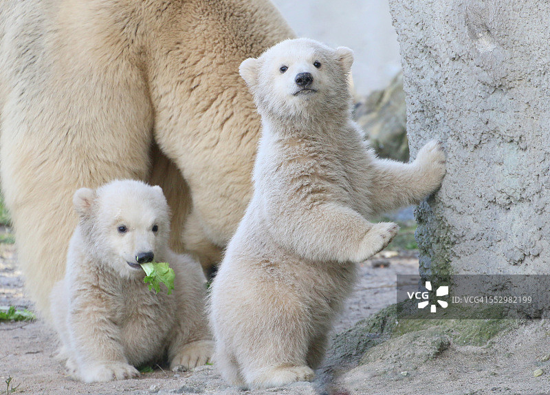 北极熊双胞胎宝宝图片素材