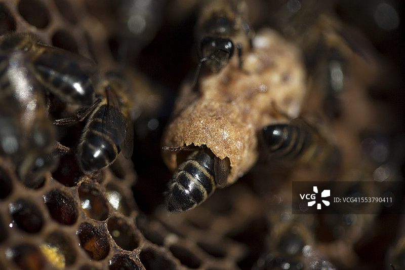 西班牙安达卢西亚加的斯省，阿科斯德拉弗朗特拉，普雷米尔养蜂人的养蜂场里，护士蜂在蜂王的杯子里照料一个蜂后蛋图片素材
