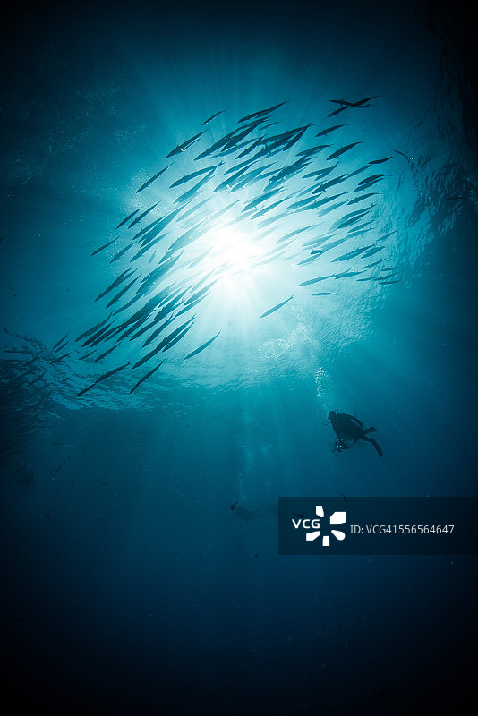 一群带着水肺潜水的黑鳍梭鱼图片素材
