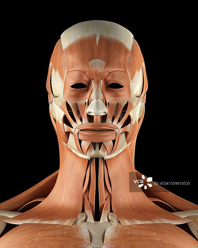 人体面部肌肉，插图图片素材