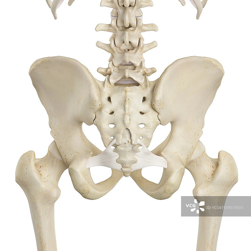 人类骨盆骨骼，插图图片素材