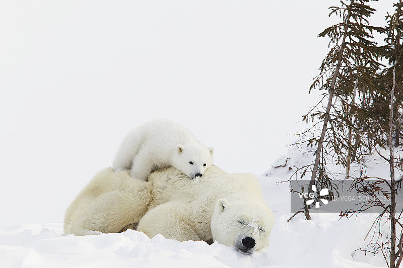 在瓦普斯克国家公园里，一只北极熊幼崽躺在妈妈的背上休息图片素材
