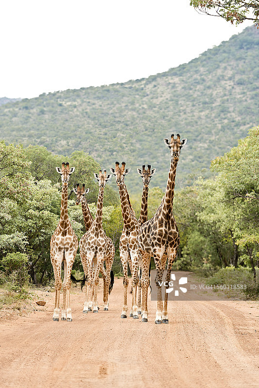 南非，林波波，马拉卡莱国家公园，一群站在路上的长颈鹿图片素材