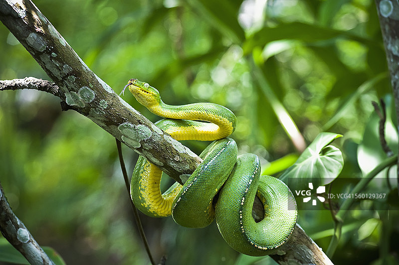 绿树蛇(斑点树蛙)图片素材