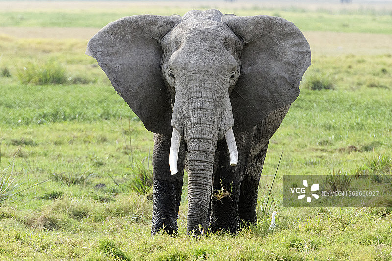非洲象处于防御姿势图片素材