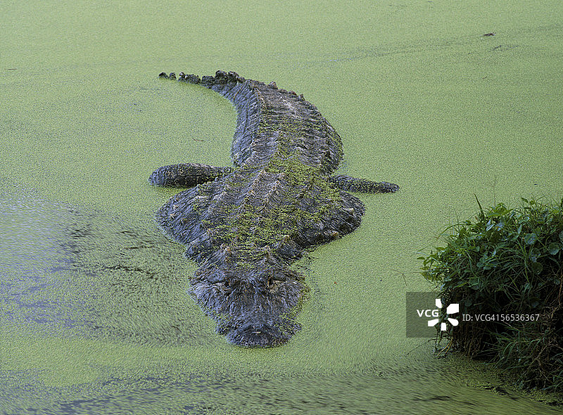 美国短吻鳄在“鸭草”。鳄鱼mississippiensis。鳄鱼农场,佛罗里达。图片素材