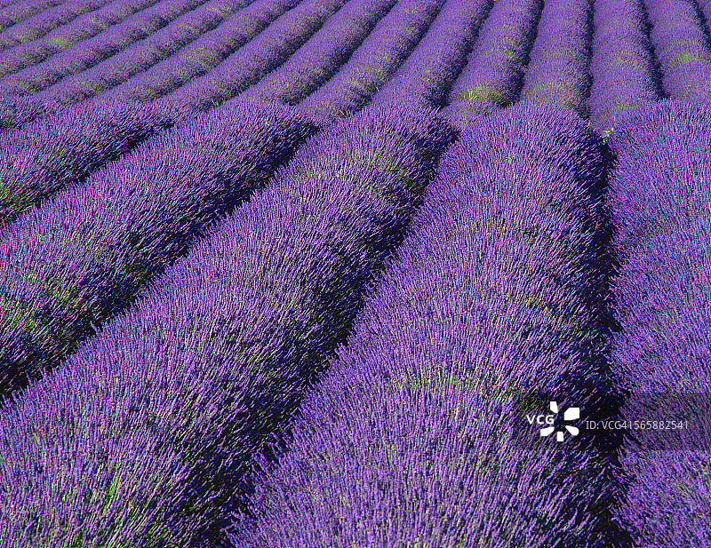 紫色的花生长在田地里的作物行中图片素材