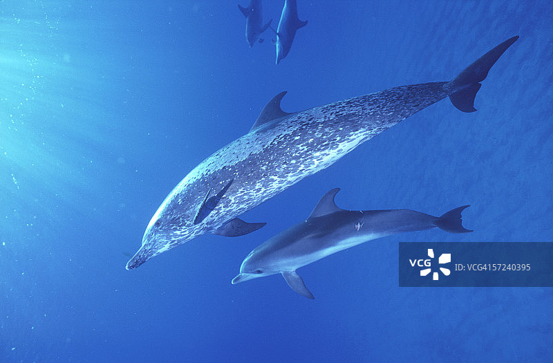 斑点海豚，妈妈和孩子，游向水面。Stenella frontalis。巴哈马群岛。图片素材
