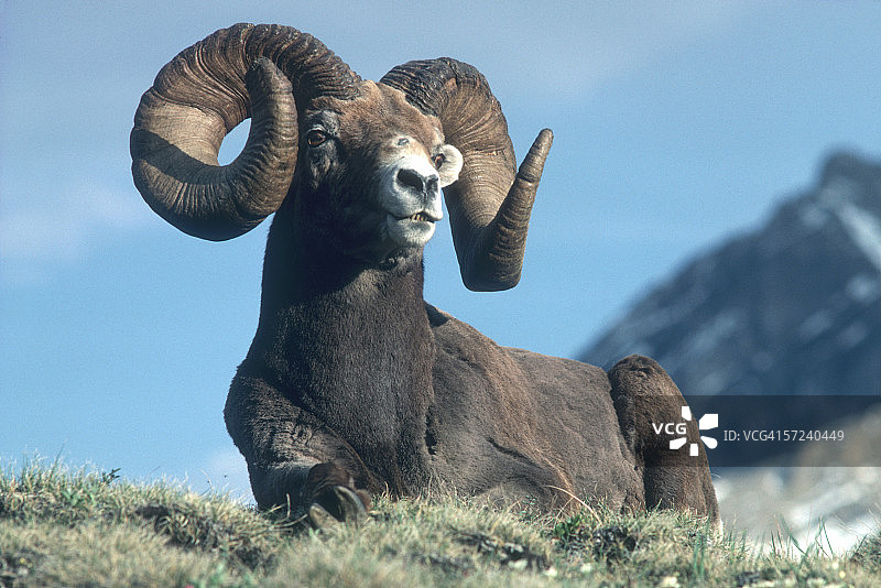 大角绵羊站在小山上。羊属黄花。加拿大贾斯珀国家公园。图片素材