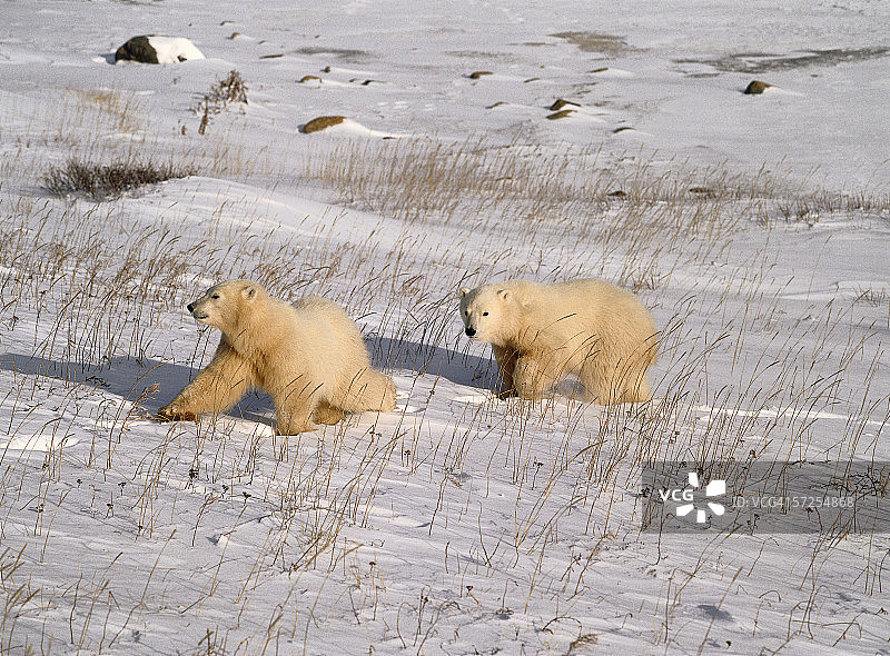 两只北极熊幼崽走在海草上。北极熊。哈德逊湾,加拿大。图片素材