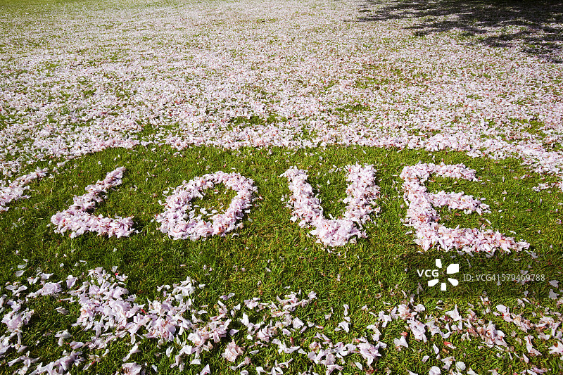 英国安布尔赛德的一个操场上，曾经用樱花拼出“爱”这个词。图片素材