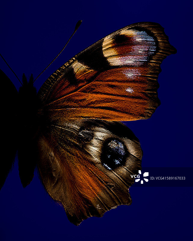 蝴蝶带眼睛的部分图片素材