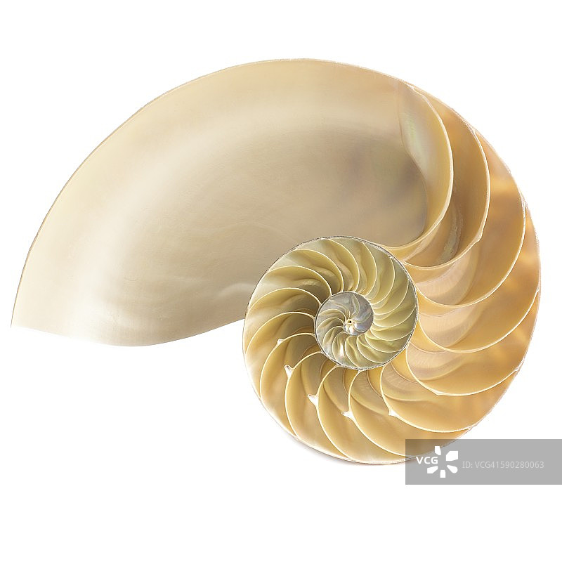 半腔的鹦鹉螺壳图片素材