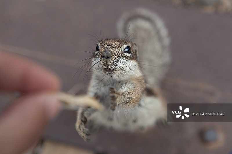 松鼠试图从一个人的手上抓取一些食物图片素材