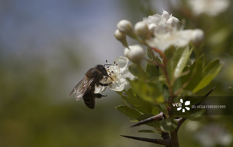 西班牙安达卢西亚，加的斯山脉，一只蜜蜂舔着一朵白花图片素材