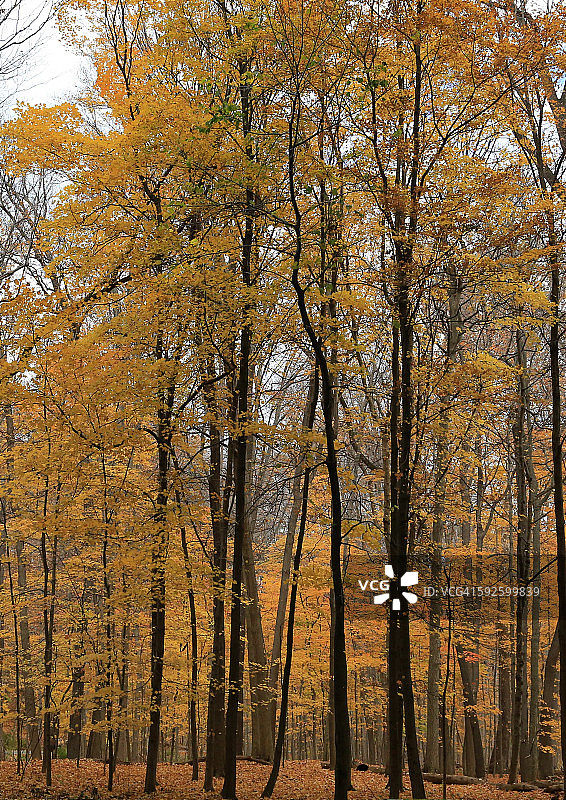 秋天森林里的树木图片素材