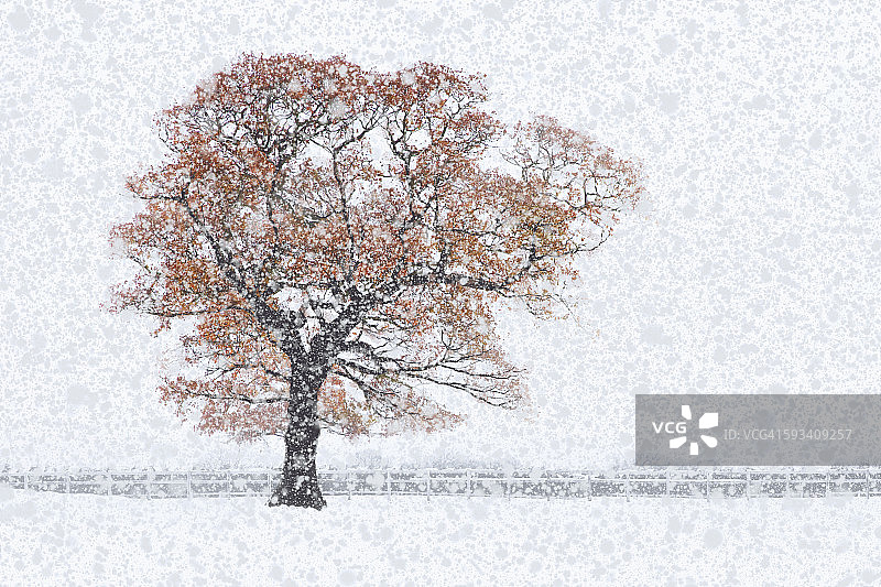 这是一棵雄伟的橡树，在冬天的暴风雪中图片素材