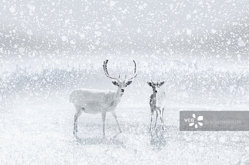 雪花飘落时，驯鹿站在空地上图片素材