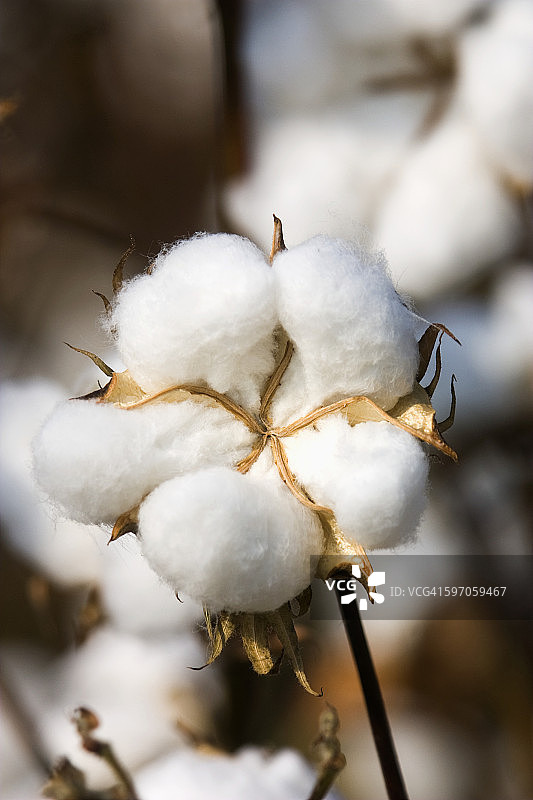 农业-成熟，收获准备5锁棉花在秋季/密西西比州，美国。图片素材