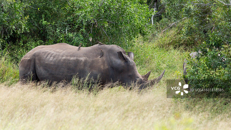 一头犀牛的侧视图，克鲁格国家公园，普马兰加，南非图片素材