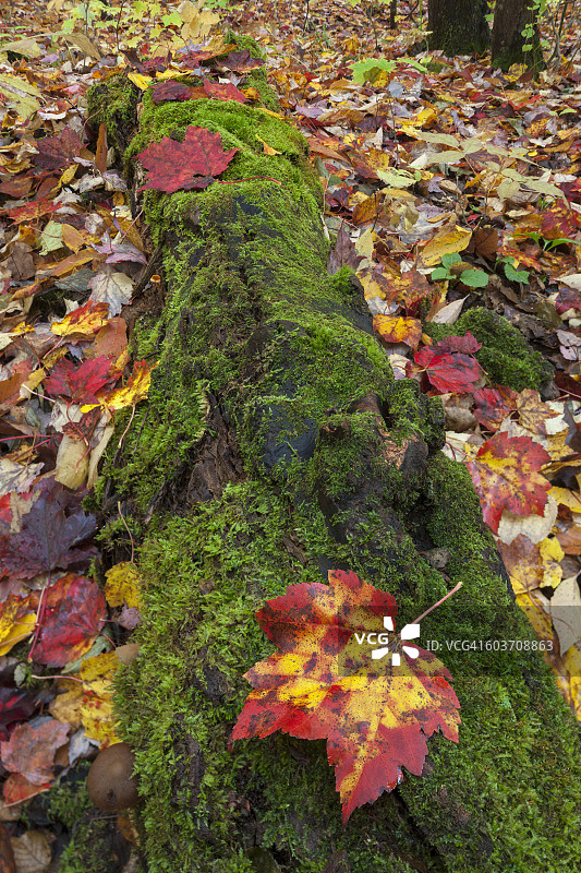 在美国缅因州巴克斯特州立公园的南支，地面上的苔藓覆盖的原木和掉落的糖枫树叶子(糖槭)图片素材