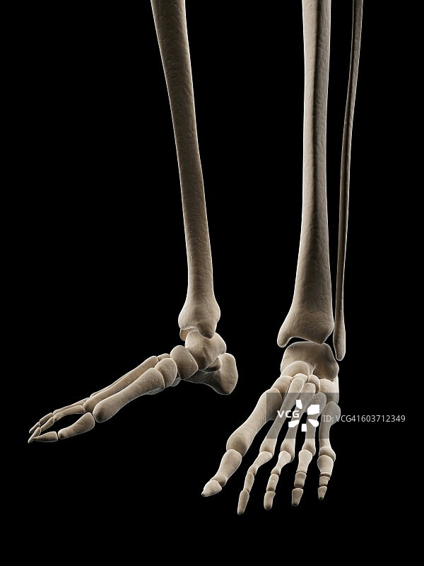 人类脚骨，插图图片素材