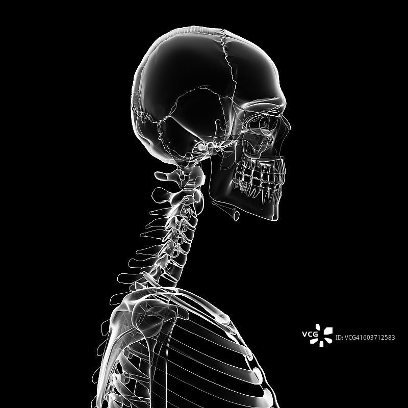 人的脖子和头骨，插图图片素材