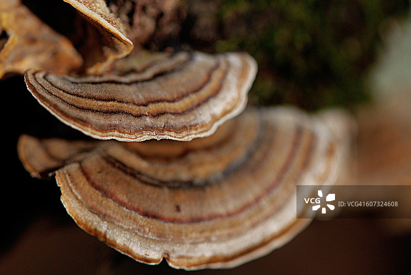 老树干上的彩色蘑菇图片素材