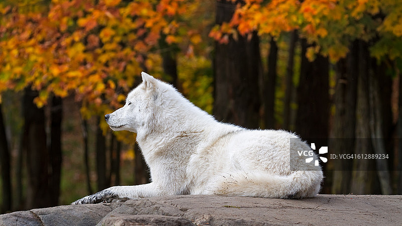 秋天的北极狼图片素材