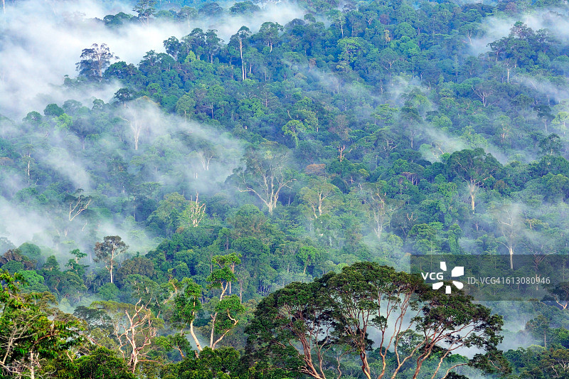 丹奴谷保护区婆罗洲雨林美景。图片素材