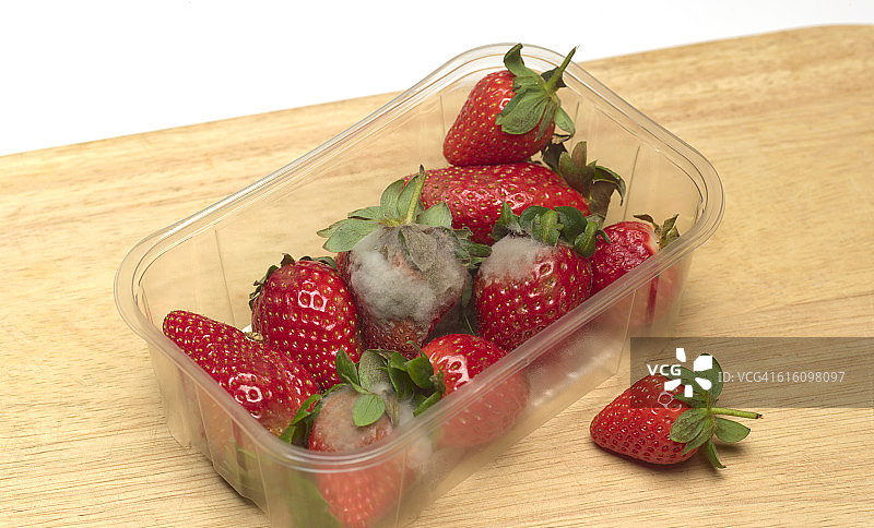 容器里发霉的草莓图片素材