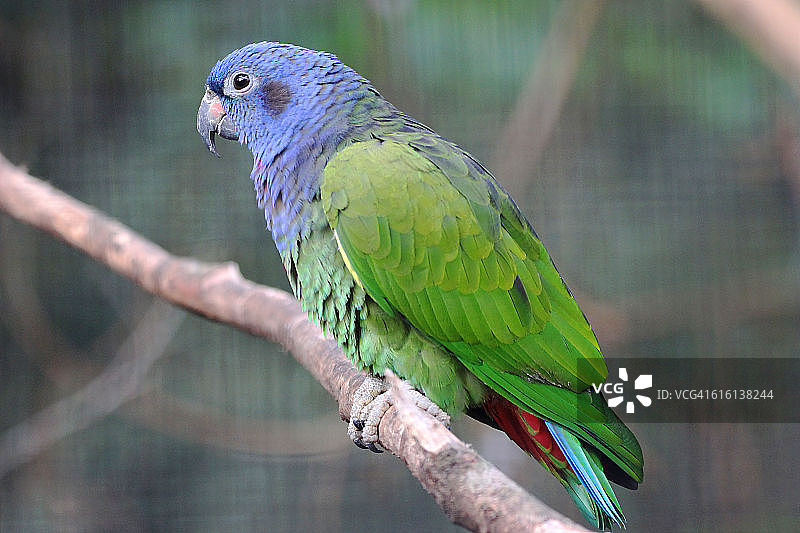 树枝上的蓝头鹦鹉。公园das Aves(鸟公园)，Foz do Iguaçu, Paraná州，巴西图片素材